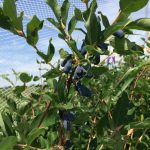 honeyberry
