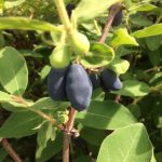 fruit-camerise