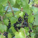 black-currants