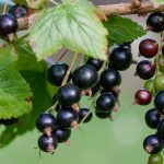 currant-896233