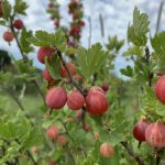 groseilles2a